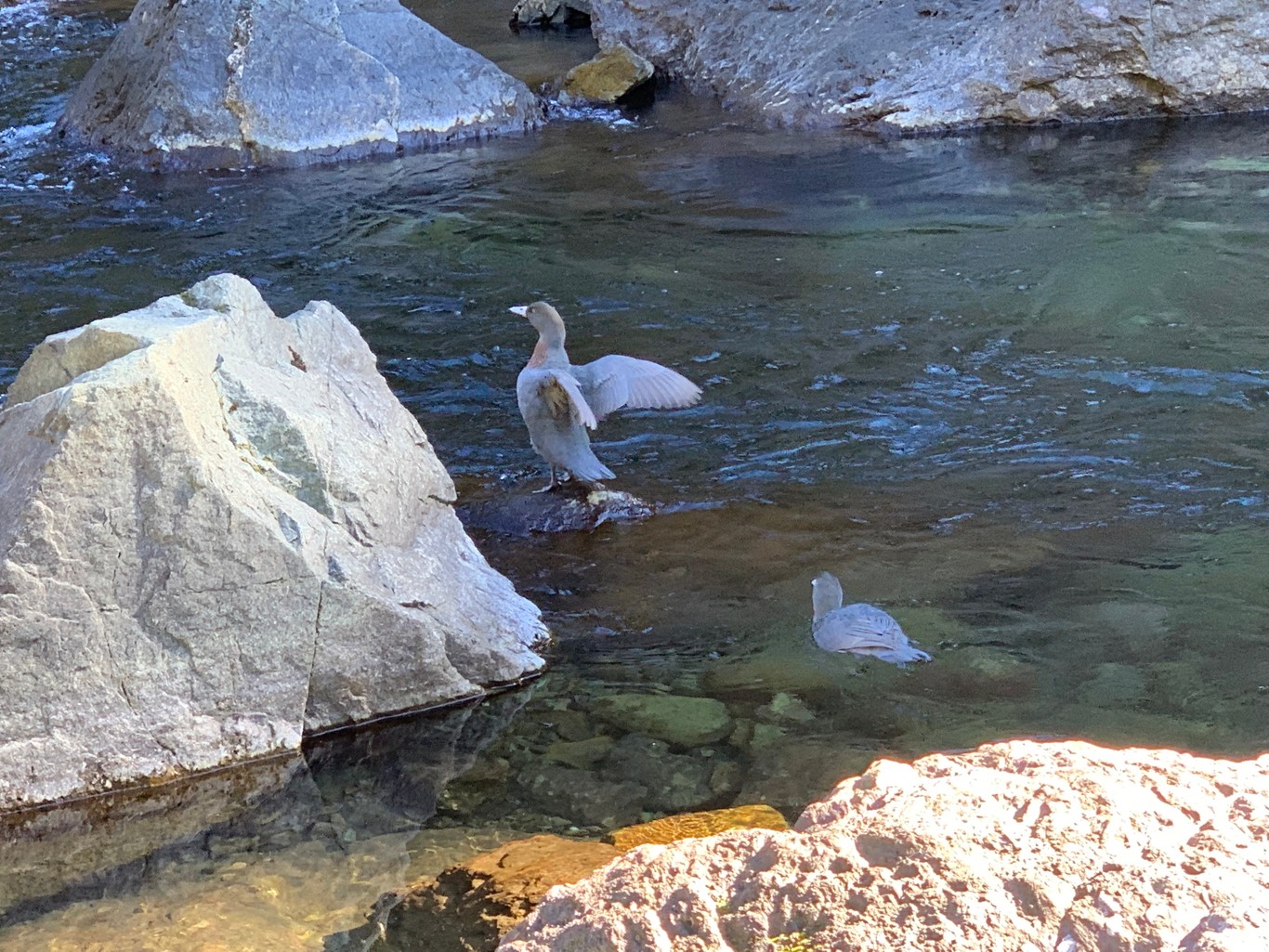 Two whio near rocks in a clear river