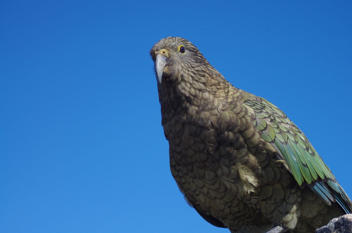 A kea framed by blue sky