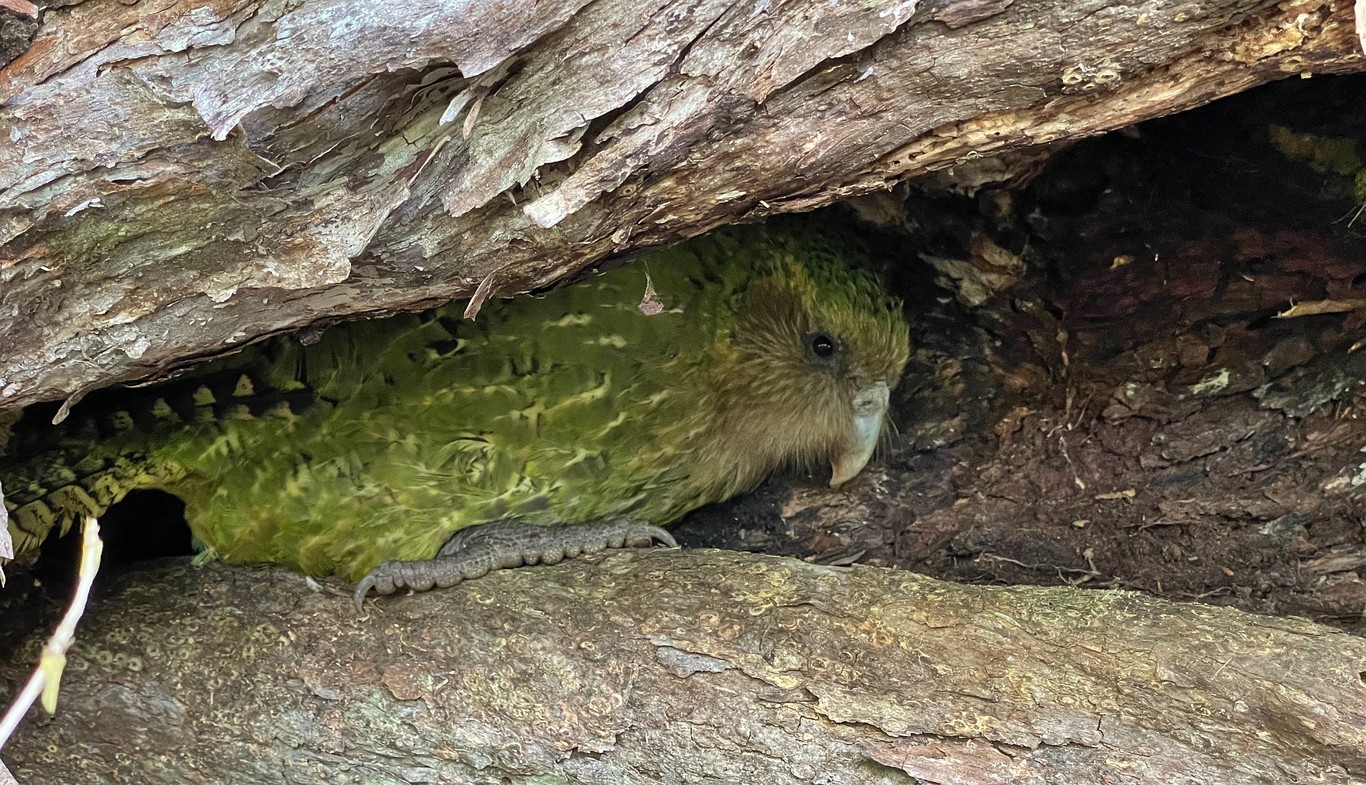 A green kākāpō peering cautiously out from under a log