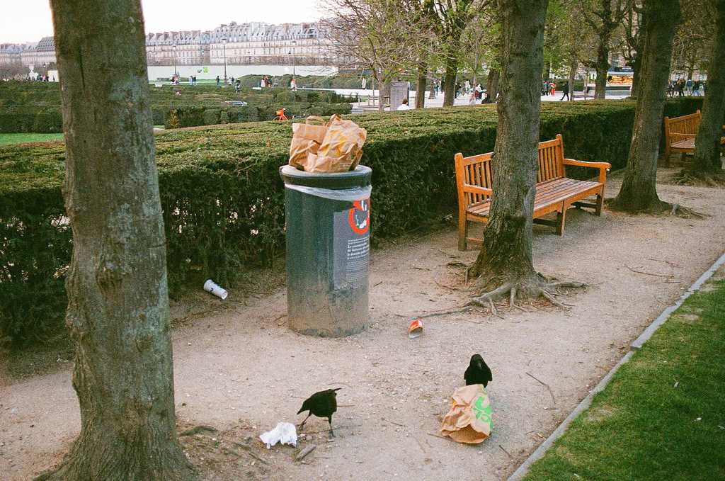 Two carrion crows trying to eat discarded McDonalds wrappers out of a rubbish bin near the Louvre