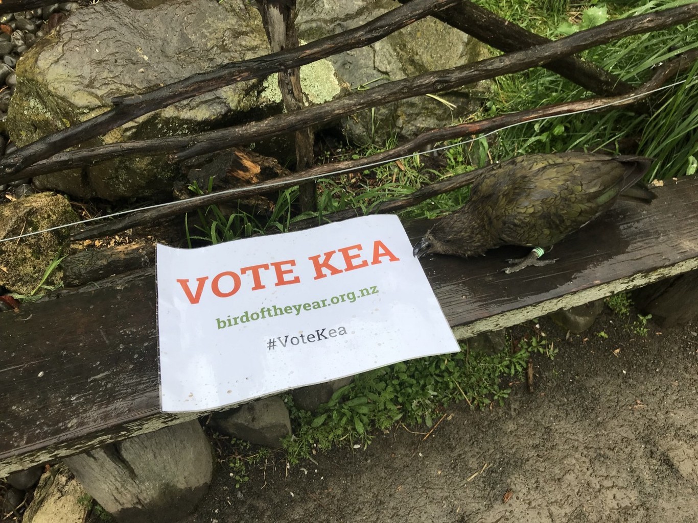Kea interacting with a Vote Kea sign
