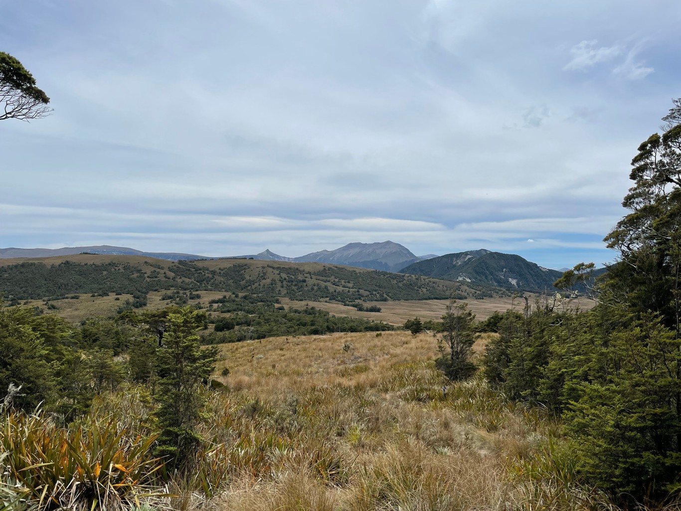 A wide alpine plateau with tussocks and sparse forest, with distant peaks
